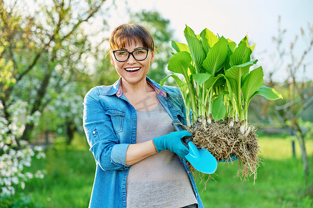 有根的植物摄影照片_戴园艺手套的妇女拿着有根的玉簪植物灌木丛，用于分割种植