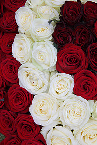 白玫瑰和红玫瑰情人节插花