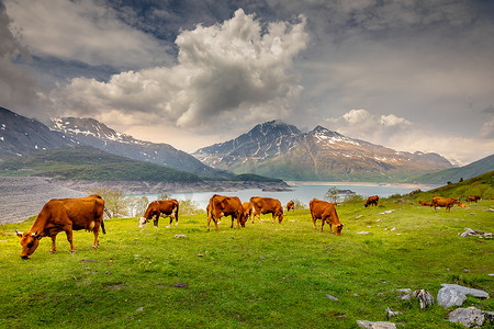 法国阿尔卑斯山萨瓦省蒙塞尼斯湖前的牛群