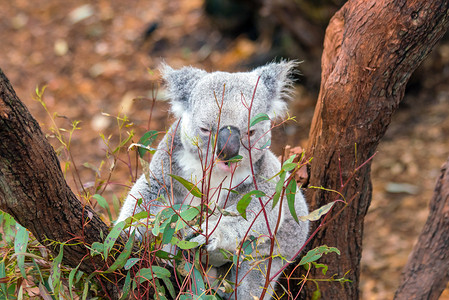 澳大利亚考拉摄影照片_考拉在珀斯的一棵树上放松