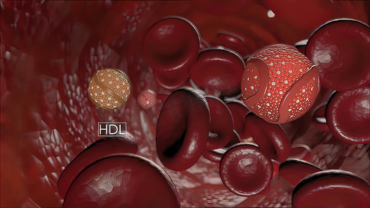 高密度脂蛋白（HDL）胆固醇