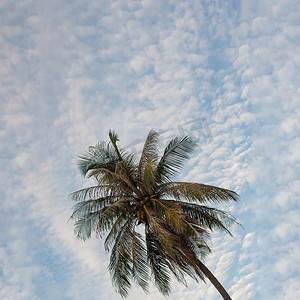 BANNER氛围全景白云天空独自热带棕榈背景夏日温柔自由