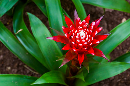 凤梨科植物（来自美国的热带植物）花的特写