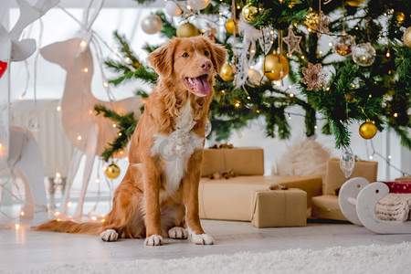 新可爱摄影照片_圣诞节期间的托勒猎犬