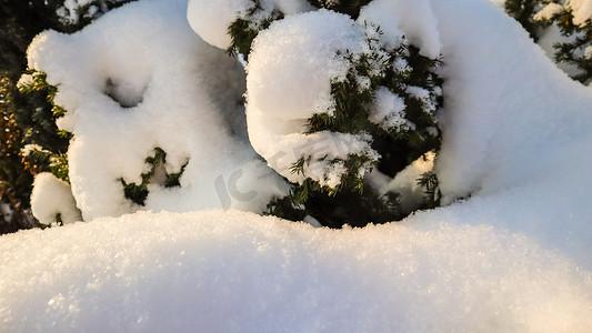 在阳光明媚的日子里，冬季花园覆盖着一层厚厚的白色蓬松雪。