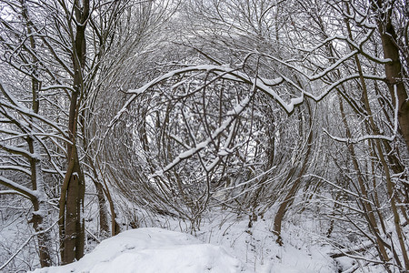 树枝插画摄影照片_数字插图冬季雪背景