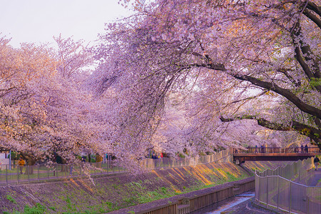 吉村寺绿地公园的樱花和夕阳美景