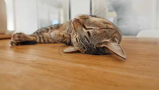 睡在家里客厅地板上的可爱猫咪。