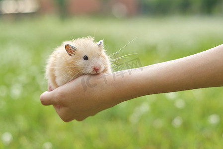金色蓬松的叙利亚仓鼠在女孩手中，绿色草坪背景