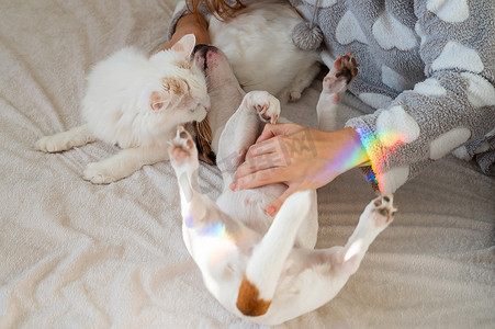 抱狗摄影照片_白人妇女抱着白色毛茸茸的猫和杰克罗素梗犬躺在床上。