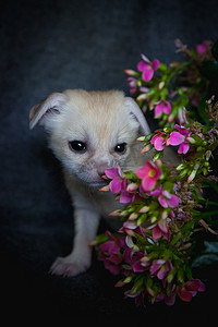 带粉红色花朵的新生耳廓狐幼崽