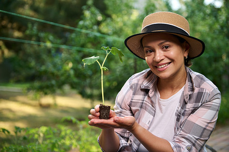 成功的多民族女园丁农艺师在生态农场的黑土中培育着正在生长的黄瓜幼苗