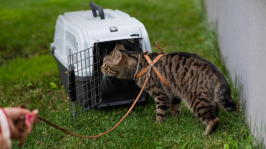 室外绿草地上的笼子里，主人用皮带牵着一只灰色条纹的猫。