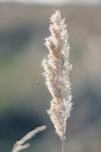 Cortaderia selloana 高大时髦的潘帕斯草在夕阳田野的风中庄严地摇曳