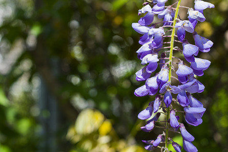 蓝紫色花摄影照片_流动和开花的紫藤，紫色花