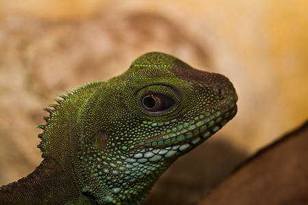 成年蜥蜴 (Physignathus cocincinu) 的头部和眼睛