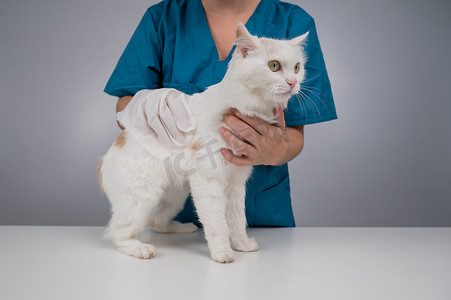 兽医用一次性湿手套清洗一只毛茸茸的白猫。