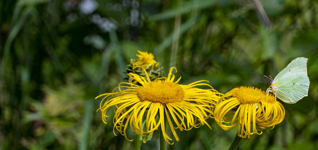 黄蝴蝶 — gonepteryx rhamni — 从一朵大的黄色木香花中采集花蜜