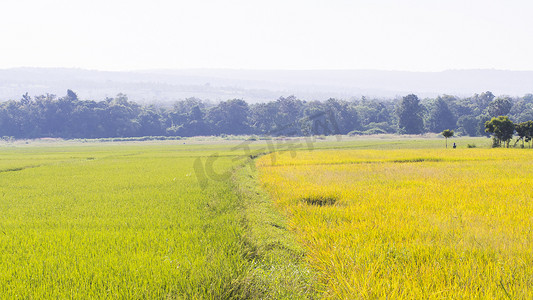 黄色和橙色稻田Scenic mountains 五颜六色的夏天风景。