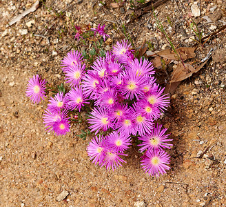 干燥的土地上生长着色彩缤纷的粉红色花朵。 