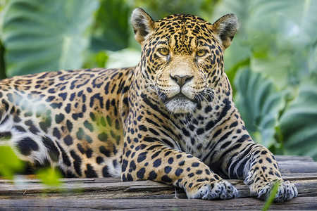 捷豹在南美巴西潘塔纳尔看相机
