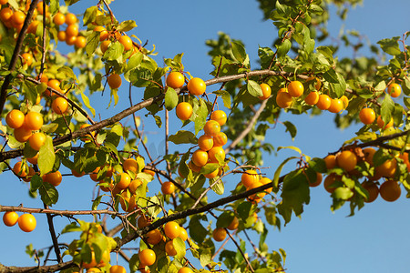 阳光午后摄影照片_黄色的米拉贝尔李子（樱桃李子）挂在树枝上，被午后的阳光照亮。
