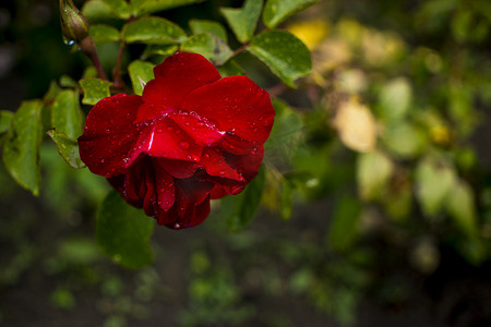 美丽的红玫瑰花，灌木枝上有光泽的绿叶，映衬着绿叶。