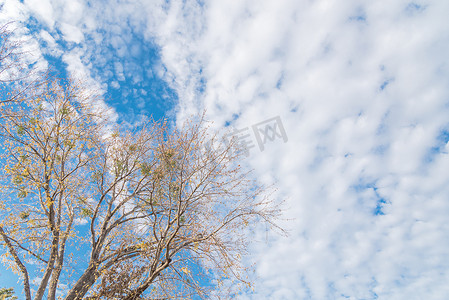 换季背景摄影照片_达拉斯秋季，色彩缤纷的黄枫秋叶几乎光秃秃的树