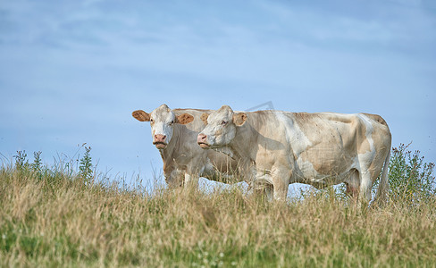 泽西摄影照片_在农场牧场上草饲的泽西牛，放牧并饲养用于乳制品、肉类或牛肉工业。