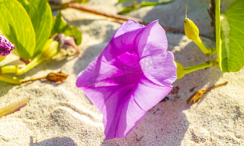 粉红色紫色牵牛花山羊脚爬行海滩花墨西哥。