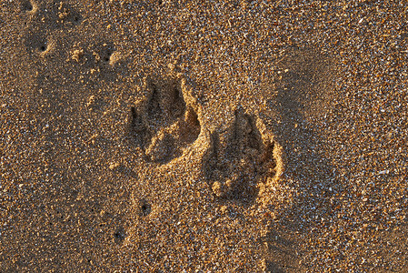 在沙子的狗脚印