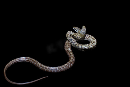 双头日本鼠蛇，Elaphe climacophora，黑色