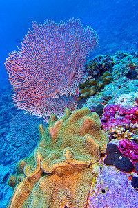 象耳珊瑚，绿伞菌珊瑚，北阿里环礁，马尔代夫