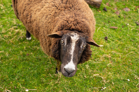 风景画背景摄影照片_以明亮的多汁的绿草为背景的未剪毛的棕色绵羊