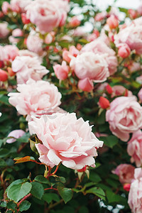 花园里有许多粉红色小玫瑰的灌木丛。