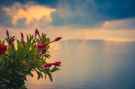 玫瑰红摄影照片_鸟瞰令人惊叹的海上日落、暮光、海景和无尽地平线、特罗佩亚前景的粉色玫瑰红美丽灌木的水彩画