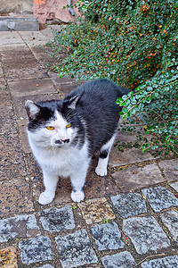 海报详情天猫淘宝摄影照片_一只美丽的黑白家猫的特写镜头。