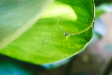 植物上的水滴摄影照片_绿叶背景植物茎上悬挂的水滴的特写