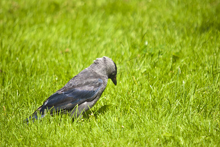 芒果摄影照片_西部寒鸦 (corvus monedula) 挪威 kaie