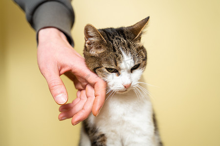 一名志愿者的特写手抚摸着一只可爱的流浪猫。