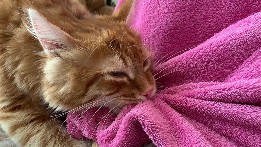 一只红毛小猫在自己身上盖了一条粉红色的毯子