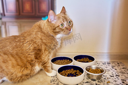 有趣的大红猫宠物在家里的厨房里吃动物盘子里的食物