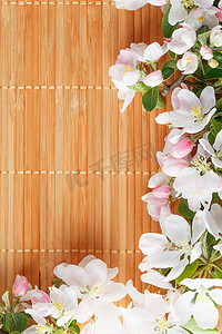 春天竹子背景摄影照片_竹子背景下的樱花春花框架。