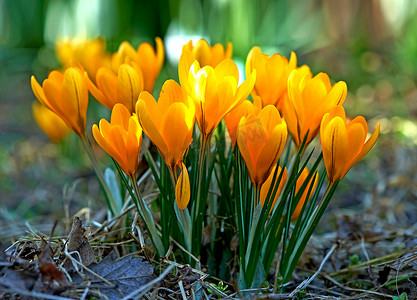 低矮的番红花，茎生长在地下，黄色、橙色或紫色的花朵象征着重生、变化、欢乐和浪漫的奉献。