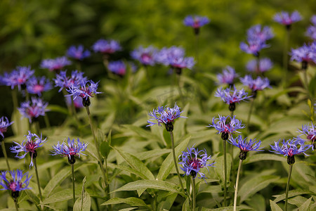 许多方玫瑰矢车菊、矢车菊 (cyanus) triumfettii - 菊科家族的蓝色花朵