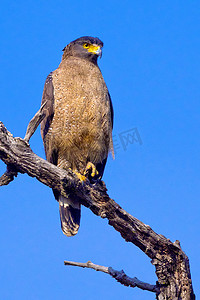 冠蛇鹰，皇家巴迪亚国家公园，尼泊尔