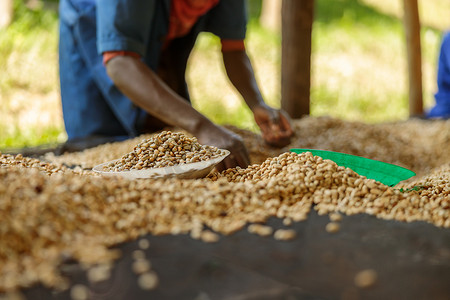 在咖啡农场分拣咖啡豆的男工