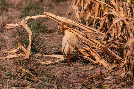 炎热的夏天过后，玉米田里病死的玉米棒子