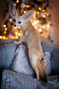 沙漠狐摄影照片_漂亮的耳廓狐幼崽在装饰有圣诞树的房间里。