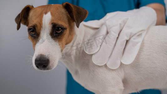 湿手套摄影照片_兽医用一次性湿手套清洗杰克罗素梗犬。
